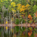 Forest Reflecting by Karin Pinkham