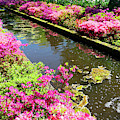 Pink Rododendron Flowers Photograph by Anastasy Yarmolovich Pink Rododendron Flowers Photograph by Anastasy Yarmolovich
