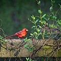 Framed Cardinal Photograph by John Benedict Framed Cardinal Photograph by John Benedict