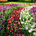 Tulips Spring Rows by Anastasy Yarmolovich