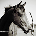 Friendly Face by Toni Hopper