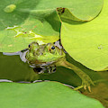 Frog Photograph by Minnie Gallman Frog Photograph by Minnie Gallman