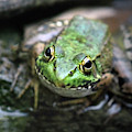 Frog Prince Photograph by Christina Rollo Frog Prince Photograph by Christina Rollo
