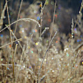 Frosty Meadow Grass 2 Photograph by Randy Robbins Frosty Meadow Grass 2 Photograph by Randy Robbins