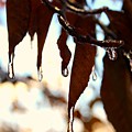 Frozen Autumn by Candice Trimble Frozen Autumn by Candice Trimble