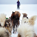 Fuzzy Tails Across the Snow Photograph by Becqi Sherman Fuzzy Tails Across the Snow Photograph by Becqi Sherman
