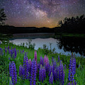Galactic Lupines Photograph by Rob Davies Galactic Lupines Photograph by Rob Davies