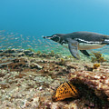 Galapagos Penguin Fishing Photograph by Tui De Roy Galapagos Penguin Fishing Photograph by Tui De Roy