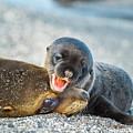 Galapagos Sea Lion With Pup Photograph by Tui De Roy Galapagos Sea Lion With Pup Photograph by Tui De Roy