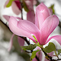 Galaxy Magnolia Bloom By Tl Wilson Photography by Teresa Wilson Galaxy Magnolia Bloom By Tl Wilson Photography by Teresa Wilson