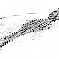Gator Crossing Photograph by Michael Allard Gator Crossing Photograph by Michael Allard