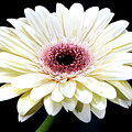 Gerbera Daisy Photograph by Terence Davis Gerbera Daisy Photograph by Terence Davis
