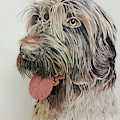 German Wire-haired Pointer by Terri Mills