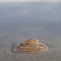Getting Wet by David Palmer