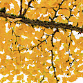 Ginkgo Elbowa Photograph by Briand Sanderson Ginkgo Elbowa Photograph by Briand Sanderson