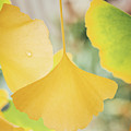 Ginkgo Symbol Photograph by Philippe Sainte-Laudy Ginkgo Symbol Photograph by Philippe Sainte-Laudy