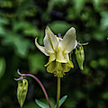 Glacier Lily by Kathy McClure Glacier Lily by Kathy McClure