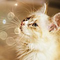 Glowing Kitten Digital Art by Michelle Liebenberg Glowing Kitten Digital Art by Michelle Liebenberg