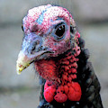 Gobbler Portrait Photograph by Linda Stern Gobbler Portrait Photograph by Linda Stern