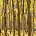 Golden Forest by Julia McHugh
