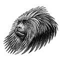 Golden Headed Lion Tamarin - Ink Illustration by Loren Dowding Golden Headed Lion Tamarin - Ink Illustration by Loren Dowding