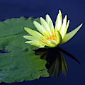 Golden Lily by John Lautermilch Golden Lily by John Lautermilch