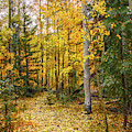 Golden Path by Susan Warren