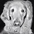 Golden Retriever by Carol Morris