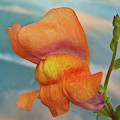 Golden Snapdragon Photograph by Terence Davis Golden Snapdragon Photograph by Terence Davis