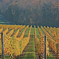 Golden Vineyard Photograph by Leslie Struxness Golden Vineyard Photograph by Leslie Struxness