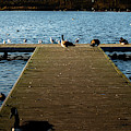 Goose and Seagull Jetty Photograph by Scott Lyons Goose and Seagull Jetty Photograph by Scott Lyons
