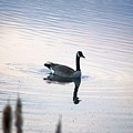 Goose In A Oregon Pond 113 by Mrsroadrunner Photography Goose In A Oregon Pond 113 by Mrsroadrunner Photography