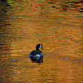 Goose Swimming In Autumn Colors Photograph by Dani McEvoy Goose Swimming In Autumn Colors Photograph by Dani McEvoy