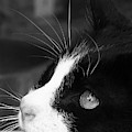 Gorgeous in Profile Photograph by Sandra Dalton Gorgeous in Profile Photograph by Sandra Dalton