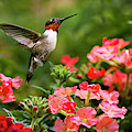 Graceful Garden Jewel Photograph by Christina Rollo Graceful Garden Jewel Photograph by Christina Rollo