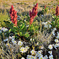 Grand Junction Wildflowers Photograph by Ray Mathis Grand Junction Wildflowers Photograph by Ray Mathis