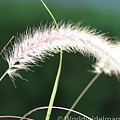 Grass in Sunlight Photograph by Leslie Struxness Grass in Sunlight Photograph by Leslie Struxness