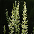 Grasses Photograph by Susie Rieple Grasses Photograph by Susie Rieple
