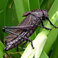 Grasshopper Photograph by Stanley Vreedeveld Grasshopper Photograph by Stanley Vreedeveld