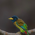 Great barbet Photograph by Uma Ganesh Great barbet Photograph by Uma Ganesh