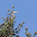 Great Blue Heron 2019-2 by Thomas Young Great Blue Heron 2019-2 by Thomas Young