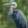 Great Blue Heron after Preening DMSB0157 Photograph by Gerry Gantt Great Blue Heron after Preening DMSB0157 Photograph by Gerry Gantt