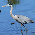 Great Blue Heron DMSB0167 Photograph by Gerry Gantt Great Blue Heron DMSB0167 Photograph by Gerry Gantt