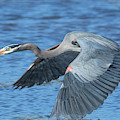Great Blue Heron in Flight DMSB0153 Photograph by Gerry Gantt Great Blue Heron in Flight DMSB0153 Photograph by Gerry Gantt
