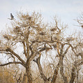 Great Blue Heron Rookery Photograph by James BO Insogna Great Blue Heron Rookery Photograph by James BO Insogna