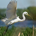 Great Egret 2014-1 Photograph by Thomas Young Great Egret 2014-1 Photograph by Thomas Young