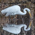 Great Egret in Breeding Plumage DMSB0154 Photograph by Gerry Gantt Great Egret in Breeding Plumage DMSB0154 Photograph by Gerry Gantt