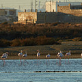 Greater Flamingo at Arillo River Photograph by Pablo Avanzini Greater Flamingo at Arillo River Photograph by Pablo Avanzini