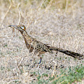 Greater Roadrunner with Lizard by Dennis Hammer Greater Roadrunner with Lizard by Dennis Hammer
