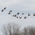 Greater White-fronted Geese 2019-1 by Thomas Young Greater White-fronted Geese 2019-1 by Thomas Young